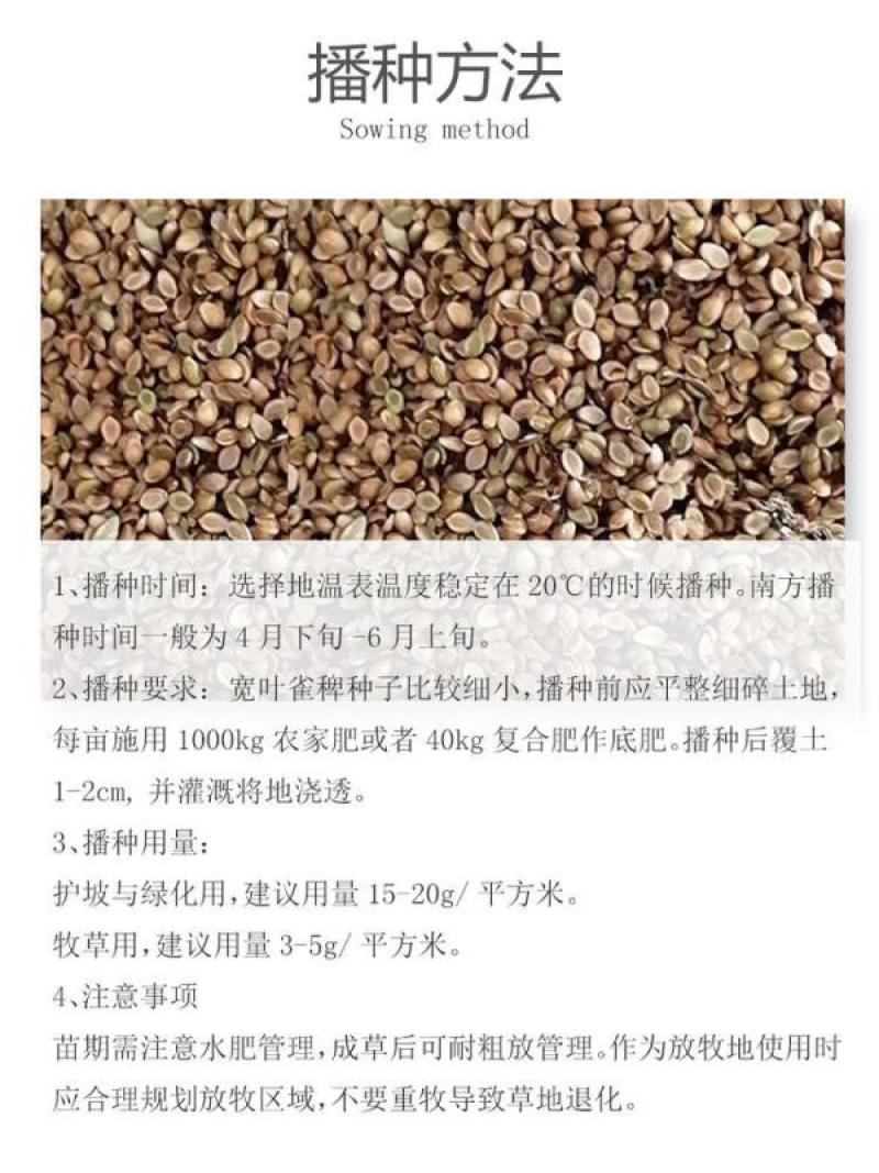 宽叶雀稗草种牧草种子护坡绿化固土复绿种子草坪种子