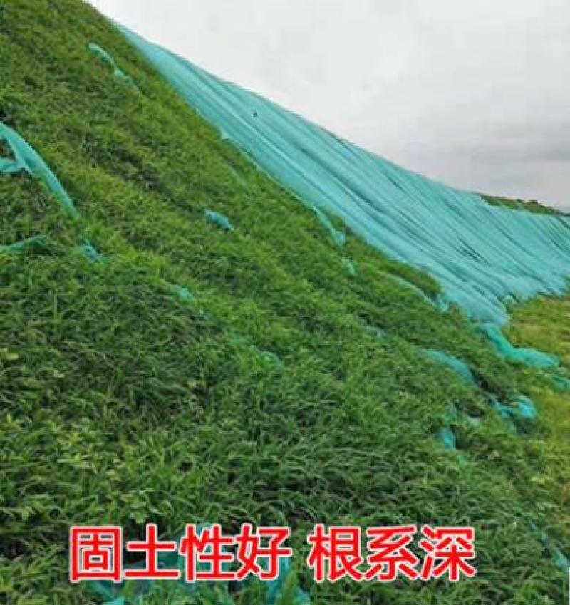 宽叶雀稗草种牧草种子护坡绿化固土复绿种子草坪种子