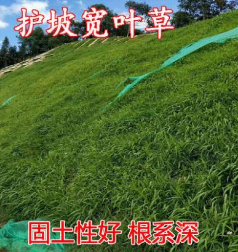 宽叶雀稗草种牧草种子护坡绿化固土复绿种子草坪种子