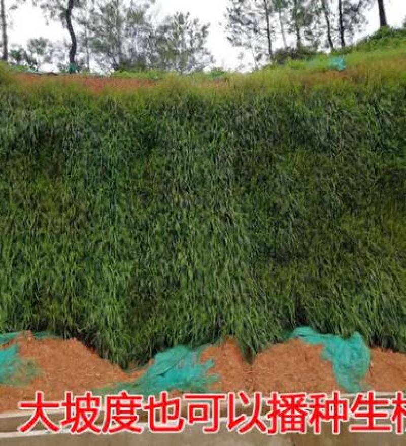 宽叶雀稗草种牧草种子护坡绿化固土复绿种子草坪种子