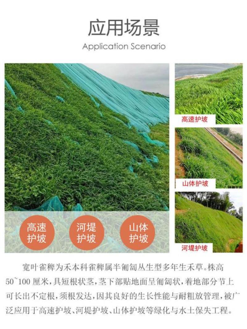 宽叶雀稗草种牧草种子护坡绿化固土复绿种子草坪种子