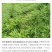 宽叶雀稗草种牧草种子护坡绿化固土复绿种子草坪种子