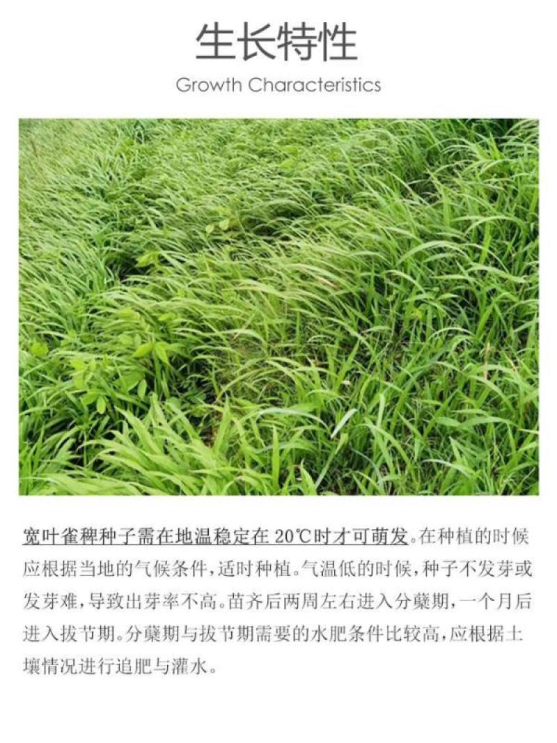 宽叶雀稗草种牧草种子护坡绿化固土复绿种子草坪种子