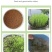 宽叶雀稗草种牧草种子护坡绿化固土复绿种子草坪种子