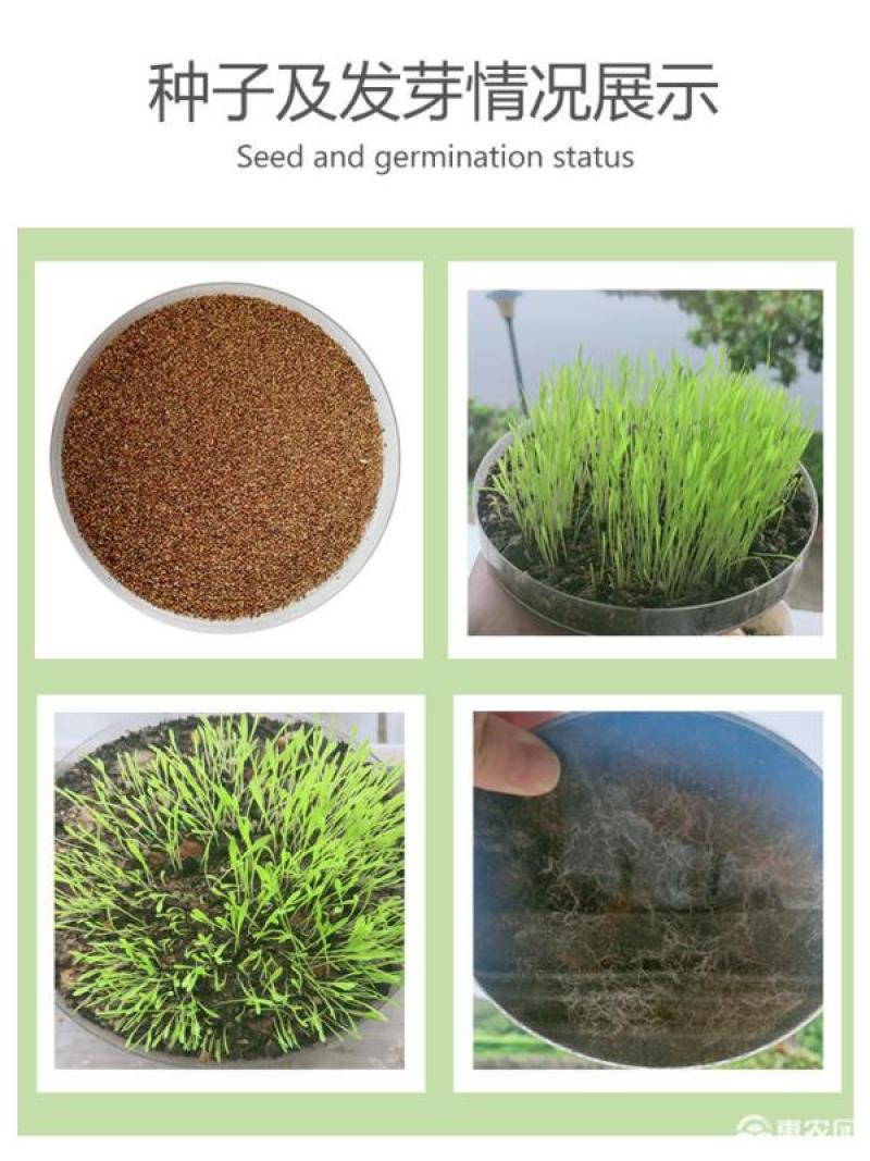 宽叶雀稗草种牧草种子护坡绿化固土复绿种子草坪种子
