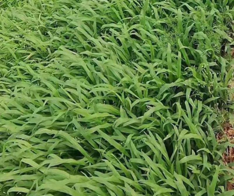 宽叶雀稗草种牧草种子护坡绿化固土复绿种子草坪种子
