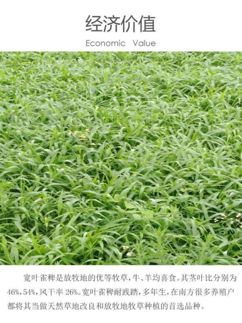 宽叶雀稗草种牧草种子护坡绿化固土复绿种子草坪种子