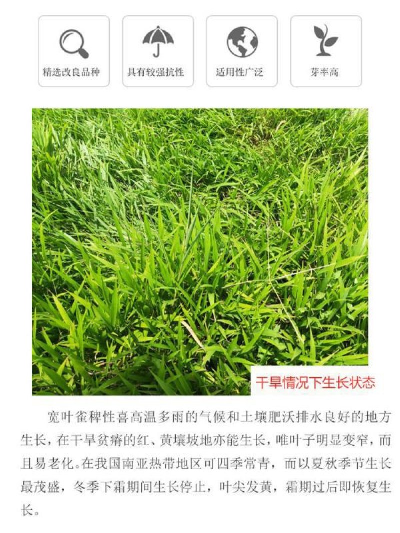 宽叶雀稗草种牧草种子护坡绿化固土复绿种子草坪种子