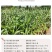 宽叶雀稗草种牧草种子护坡绿化固土复绿种子草坪种子