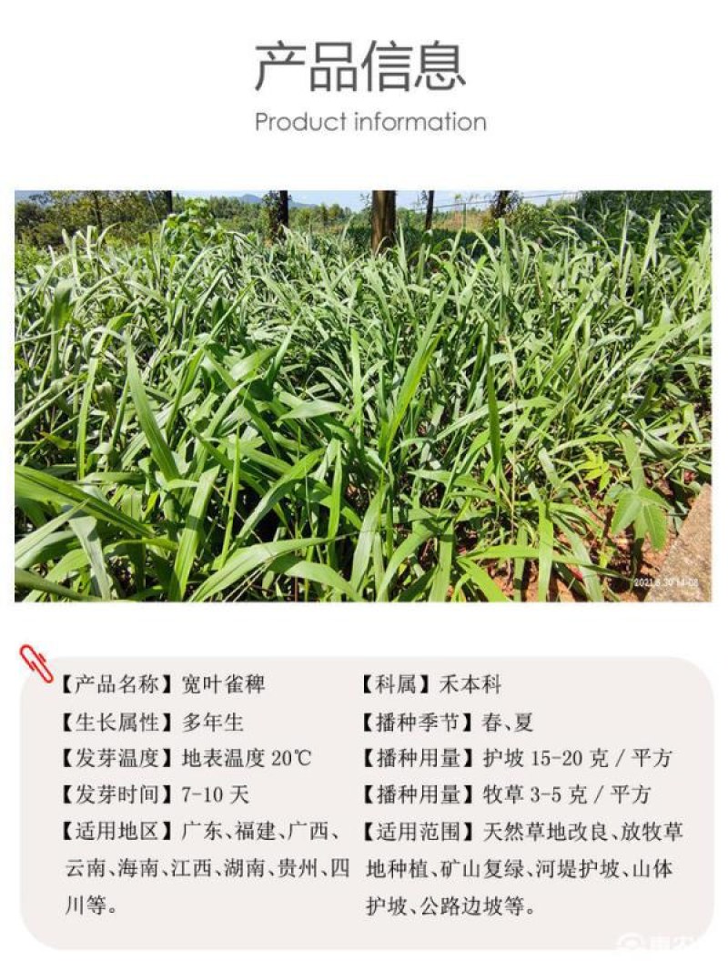 宽叶雀稗草种牧草种子护坡绿化固土复绿种子草坪种子