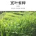 宽叶雀稗草种牧草种子护坡绿化固土复绿种子草坪种子
