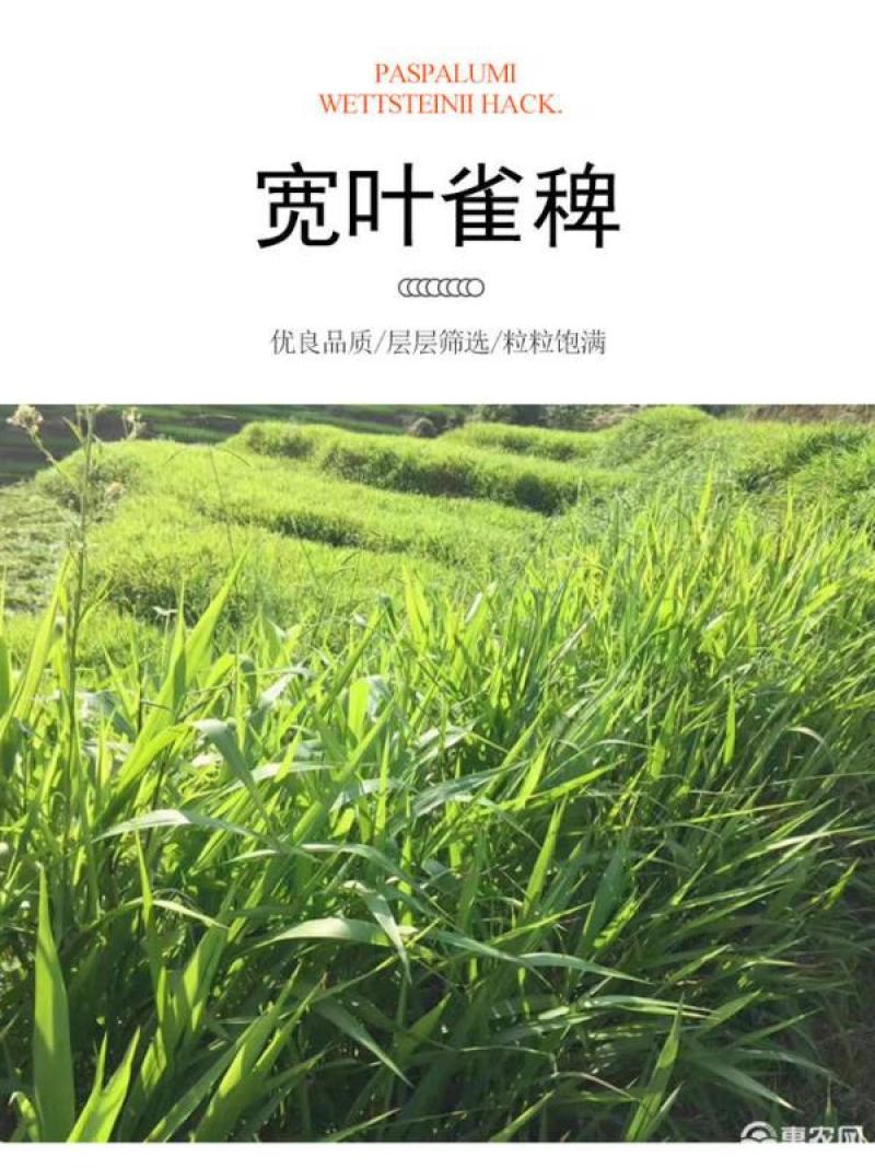 宽叶雀稗草种牧草种子护坡绿化固土复绿种子草坪种子