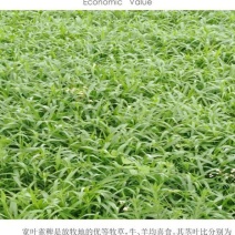 宽叶雀稗草种牧草种子护坡绿化固土复绿种子草坪种子