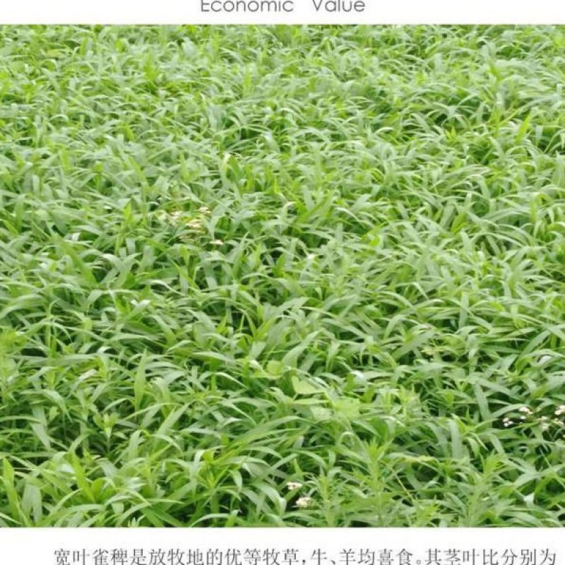 宽叶雀稗草种牧草种子护坡绿化固土复绿种子草坪种子