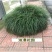 细叶麦冬玉龙草庭院绿化植物四季青麦冬草沿阶草耐阴苗木长麦