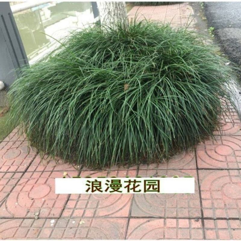 细叶麦冬玉龙草庭院绿化植物四季青麦冬草沿阶草耐阴苗木长麦