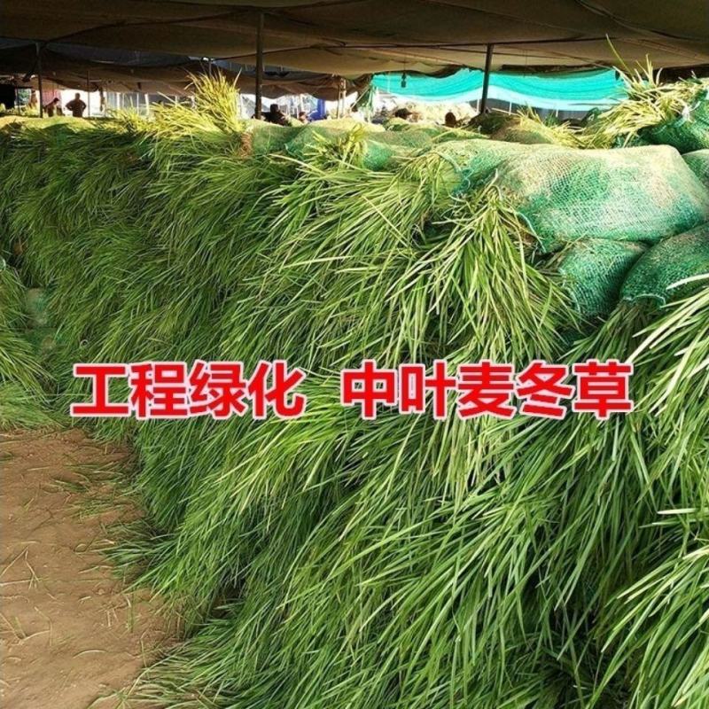 细叶麦冬玉龙草庭院绿化植物四季青麦冬草沿阶草耐阴苗木长麦