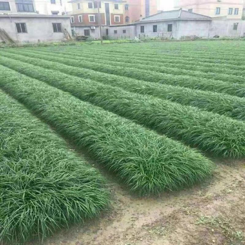 细叶麦冬玉龙草庭院绿化植物四季青麦冬草沿阶草耐阴苗木长麦