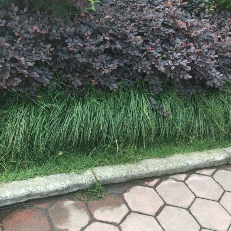 细叶麦冬玉龙草庭院绿化植物四季青麦冬草沿阶草耐阴苗木长麦