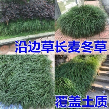 细叶麦冬玉龙草庭院绿化植物四季青麦冬草沿阶草耐阴苗木长麦