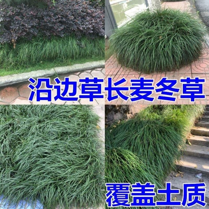 细叶麦冬玉龙草庭院绿化植物四季青麦冬草沿阶草耐阴苗木长麦