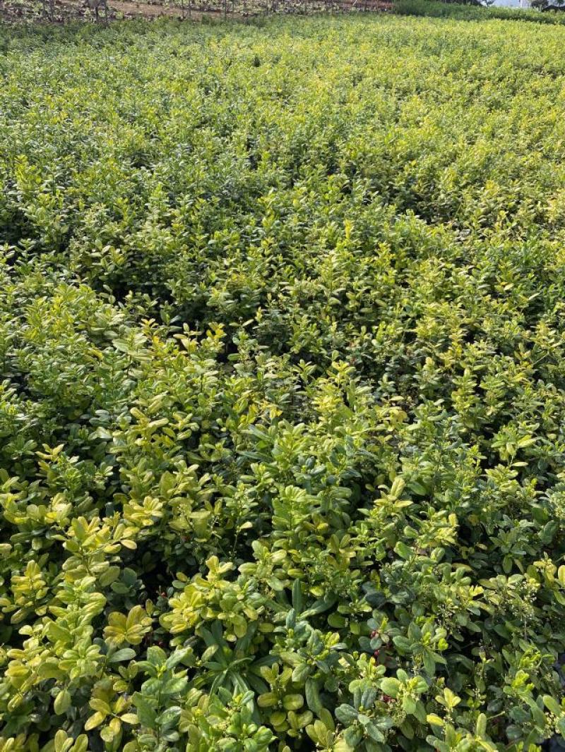 无刺枸骨种植基地无刺枸骨批发价格