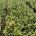 无刺枸骨种植基地无刺枸骨批发价格