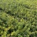 无刺枸骨种植基地无刺枸骨批发价格