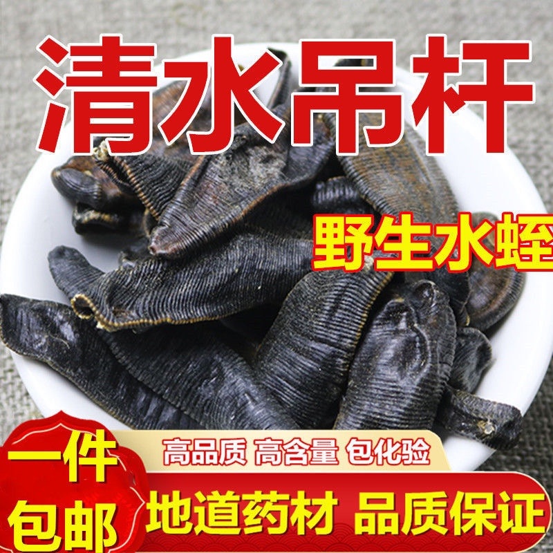 【一手货源】吊杆水蛭蚂蟥清水吊杆水蛭货源稳定