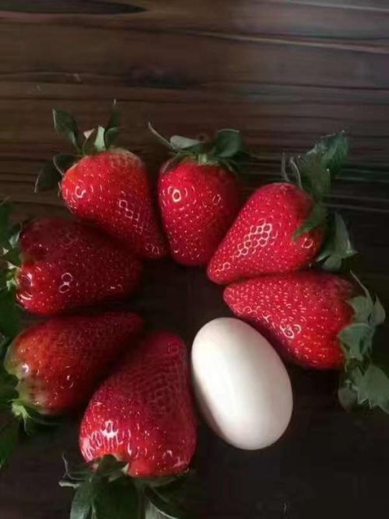 妙七宁玉隋珠越秀天使红颜章姬穴盘草莓苗