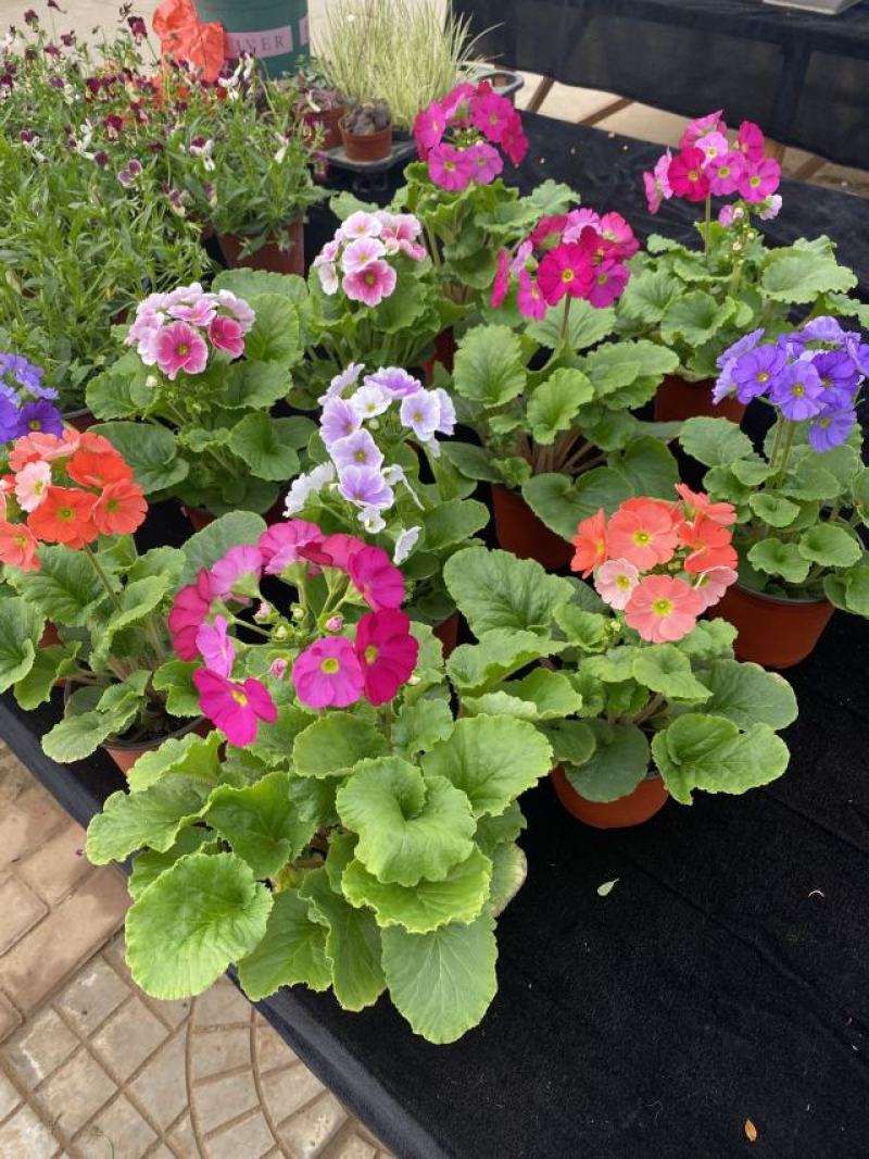 四季樱草种植基地四季樱草大量供应四季樱草