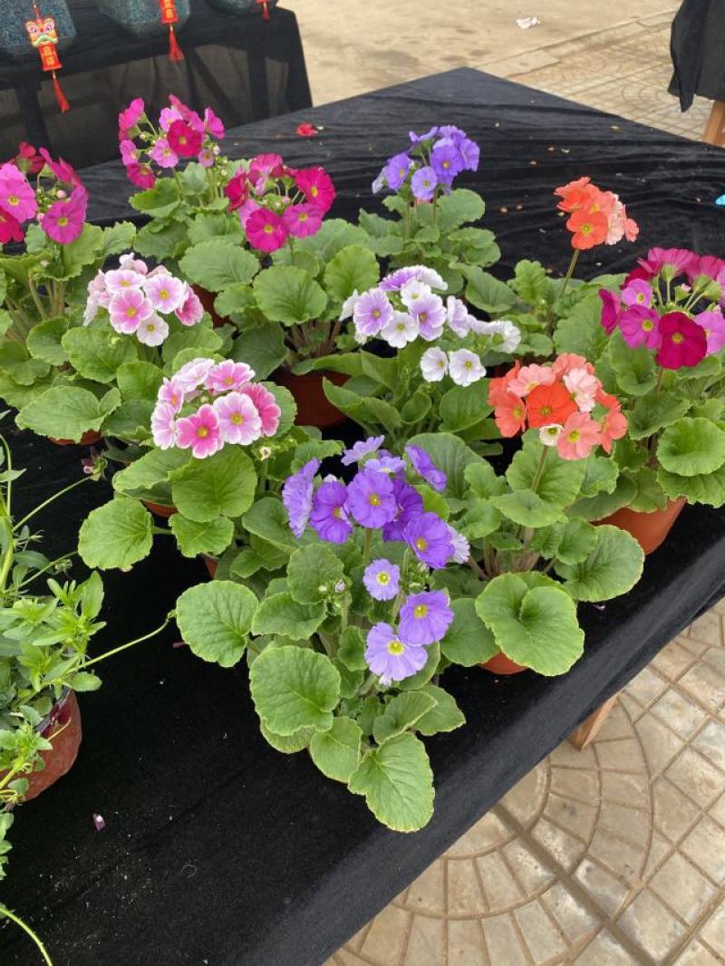 四季樱草种植基地四季樱草大量供应四季樱草
