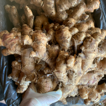 广西百色大姜白口姜大肉姜新鲜现挖产地直销