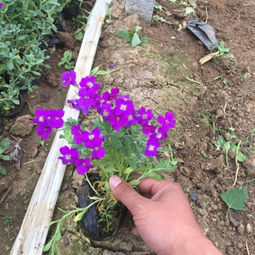 蓝庭芥种植基地蓝庭芥青州基地自产自销。