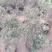 金银花一手货源盆栽金银花种植基地金银花价格
