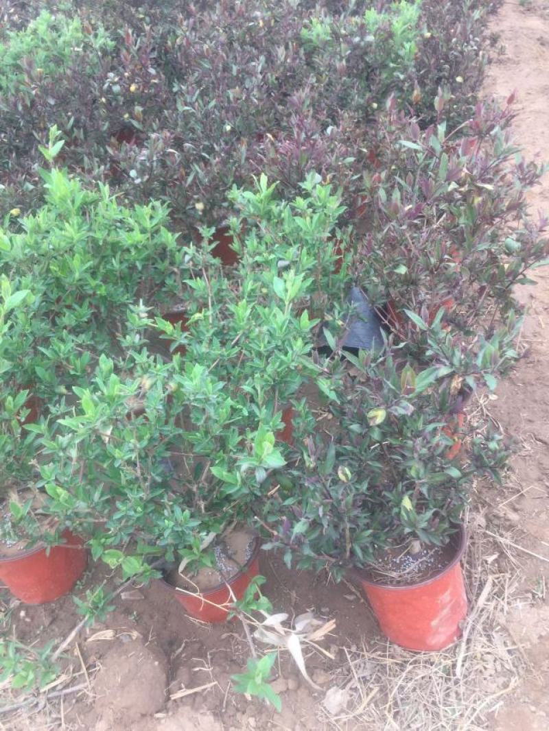 金银花一手货源盆栽金银花种植基地金银花价格