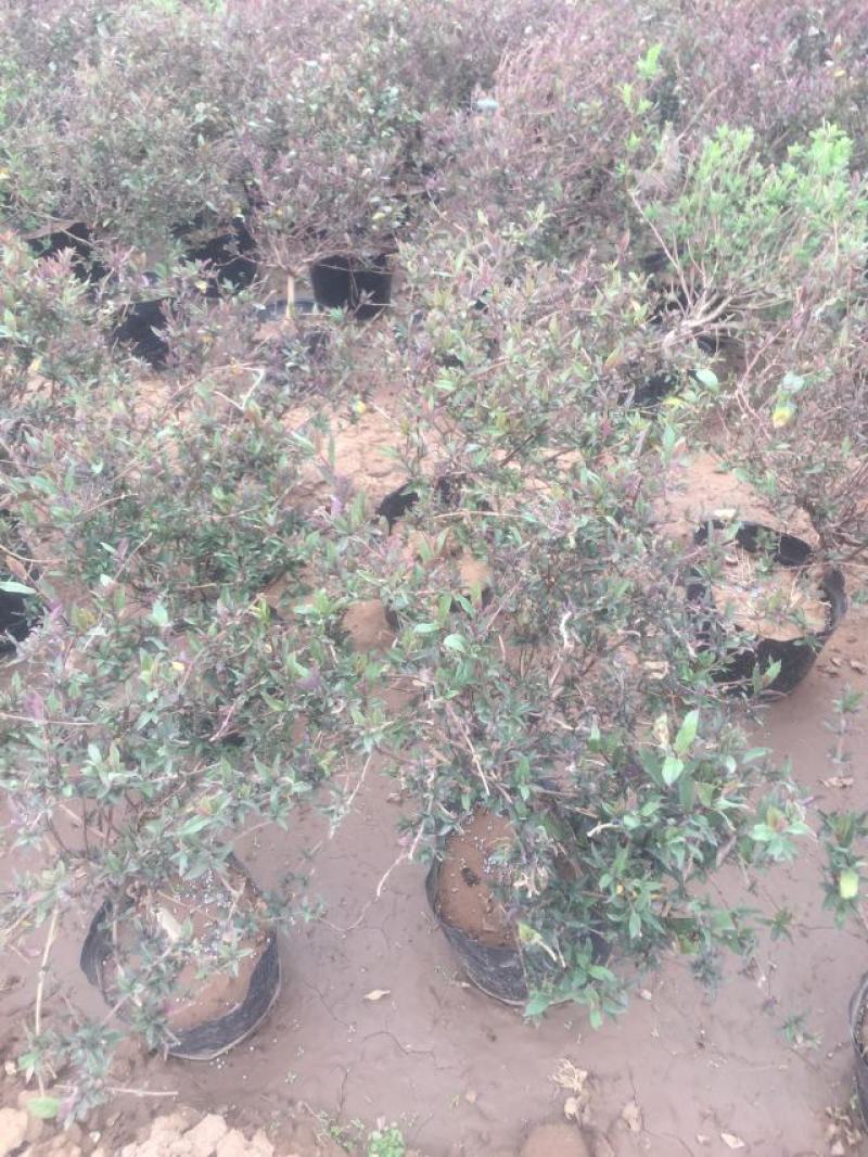 金银花一手货源盆栽金银花种植基地金银花价格