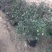 金银花一手货源盆栽金银花种植基地金银花价格
