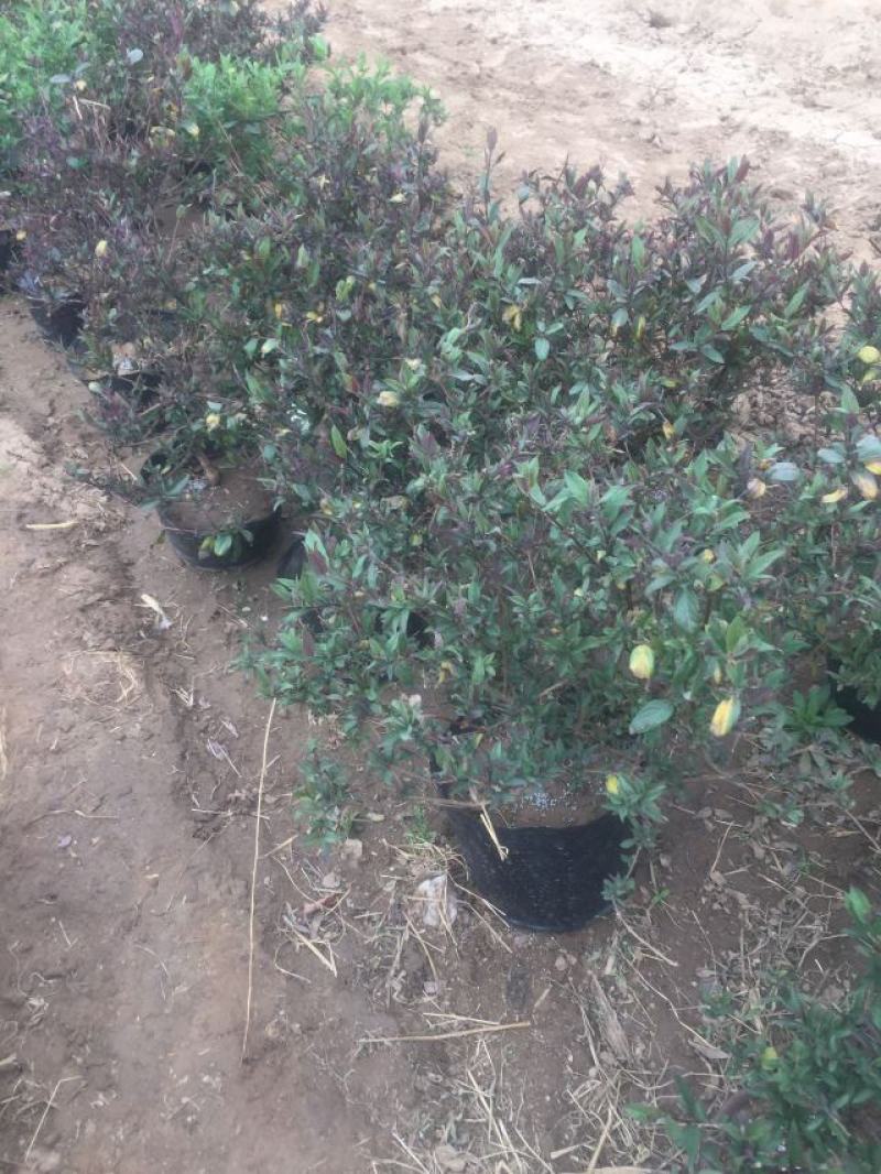 金银花一手货源盆栽金银花种植基地金银花价格