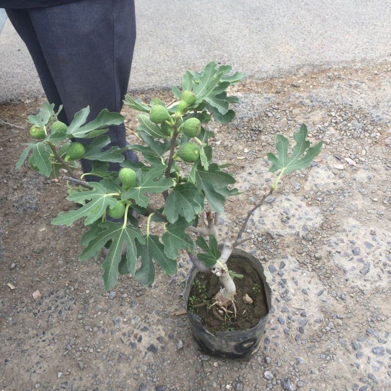 无花果种植基地无花果自产自销青州无花果