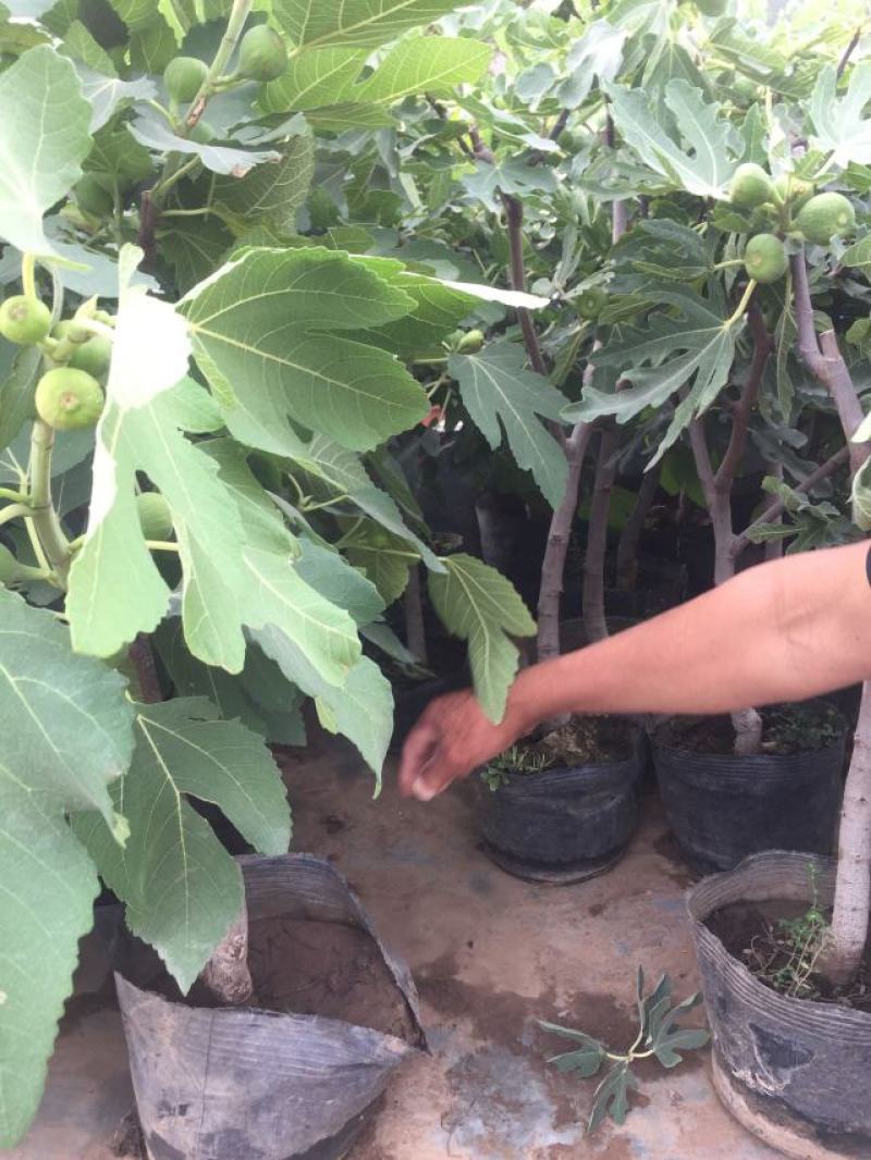 无花果种植基地无花果自产自销青州无花果