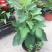 无花果种植基地无花果自产自销青州无花果