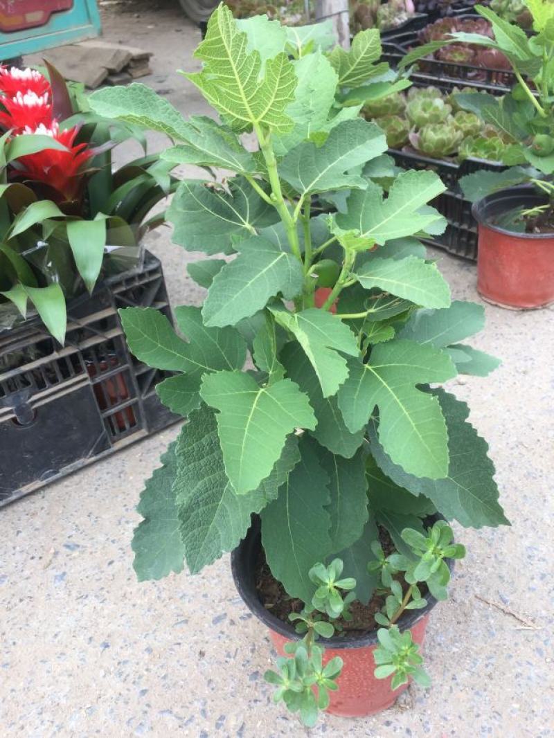 无花果种植基地无花果自产自销青州无花果