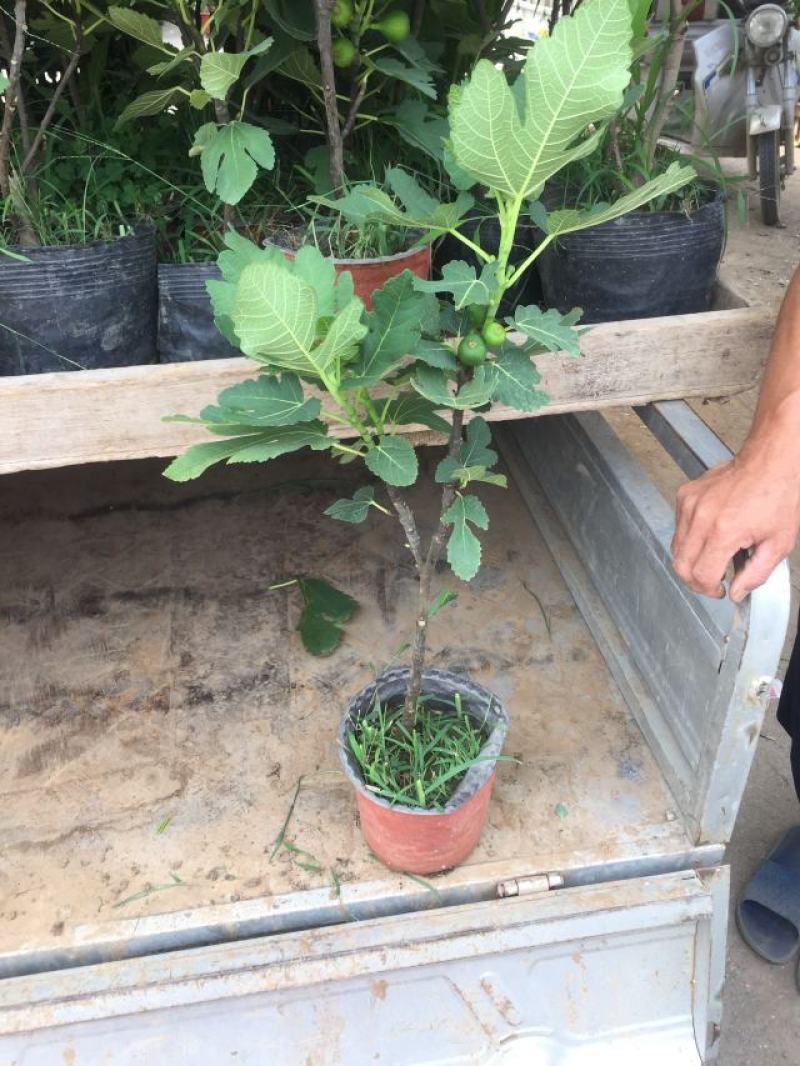 无花果种植基地无花果自产自销青州无花果
