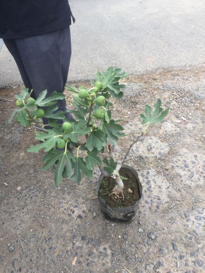 无花果种植基地无花果自产自销青州无花果