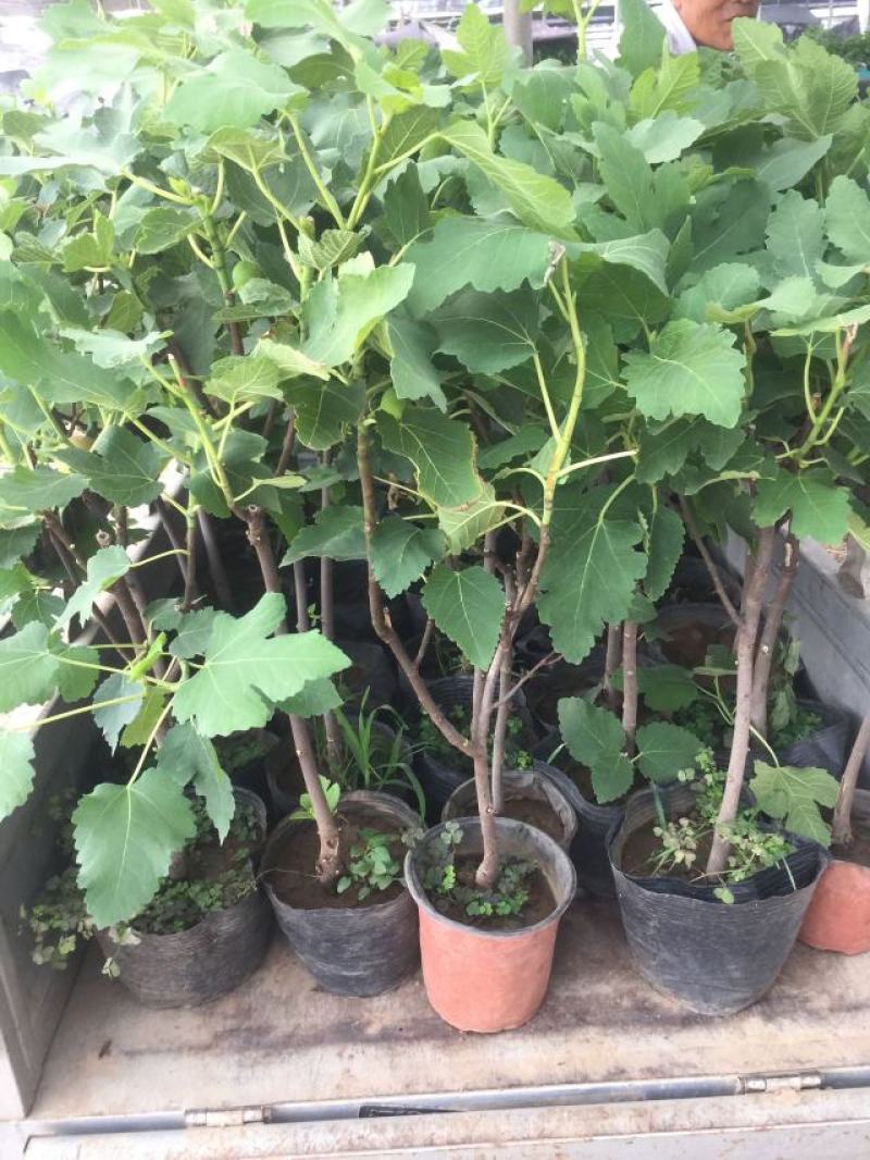 无花果种植基地无花果自产自销青州无花果