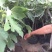 无花果种植基地无花果自产自销青州无花果