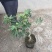 无花果种植基地无花果自产自销青州无花果