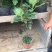 无花果种植基地无花果自产自销青州无花果
