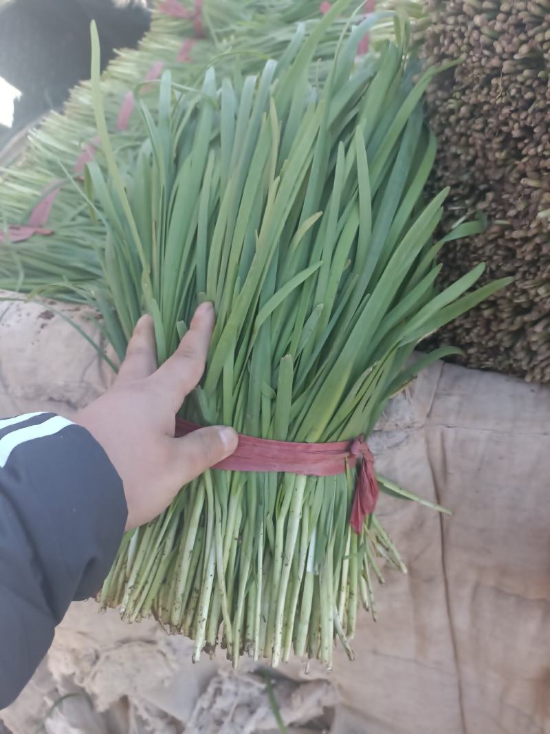 精品二刀韭菜，量大从优，无白尖，无黄叶，杆挺